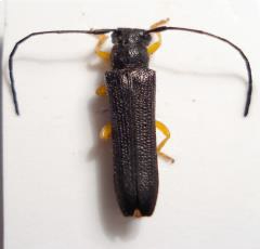 oberea linearis