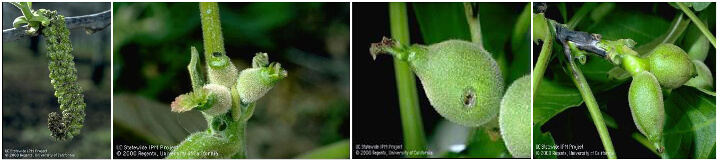 xanthomonas campestris pv juglandis
